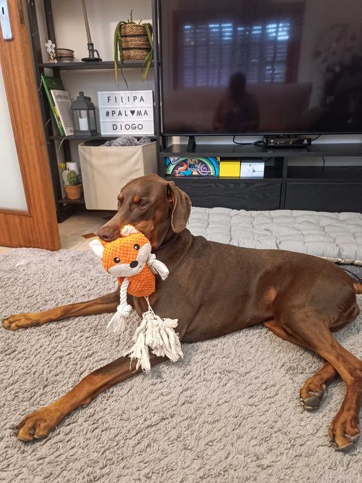 Passeios & Pet Sitting em Espinho - Cãomigo