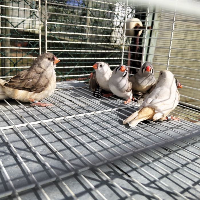 Venda Diamante Mandarins Gigantes