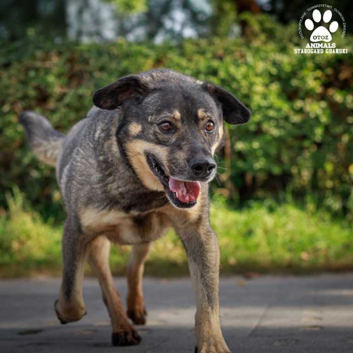 Duży Rufus do adopcji