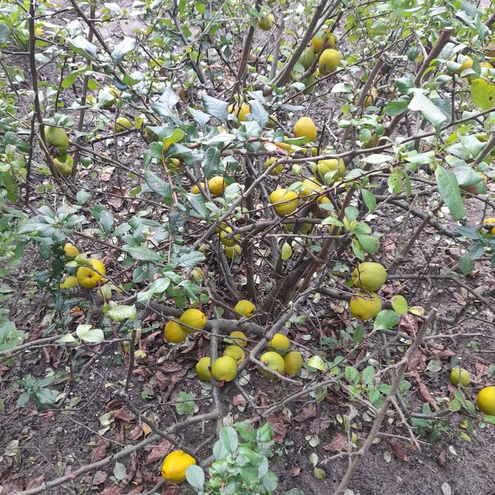 Nasiona/pestki pigwowca japońskiego