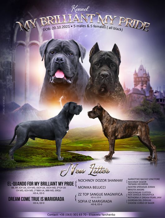 Шикарная черная девочка_Lamba