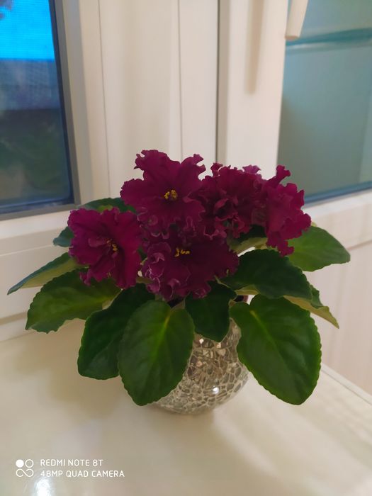 Сортовые фиалки, цветы, комнатные растения