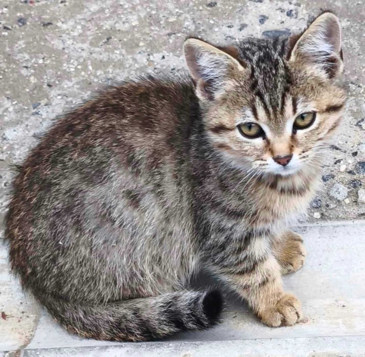 Віддам кошенят безкоштовно