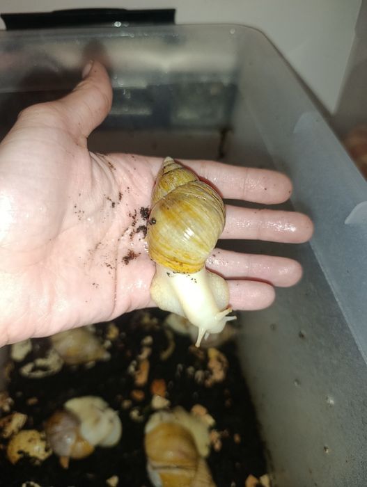 ŚIimak afrykański albinos