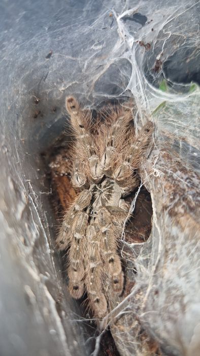 Samiczka heteroscodra maculata