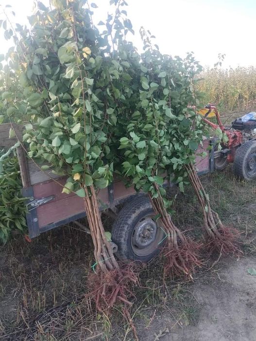 Саженцы плодовых деревьев