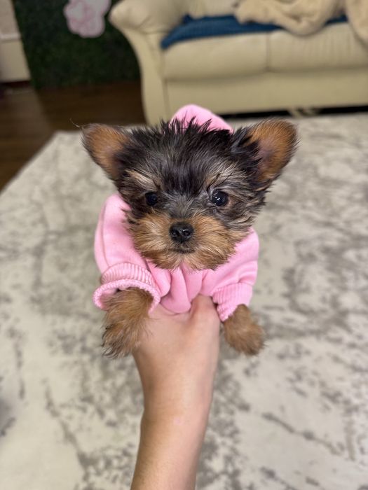 Йорки супер міні