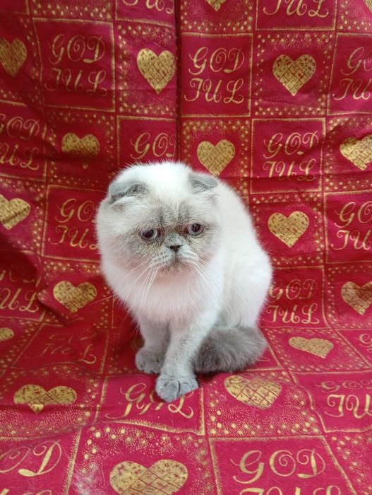 котик фліпер висловухий