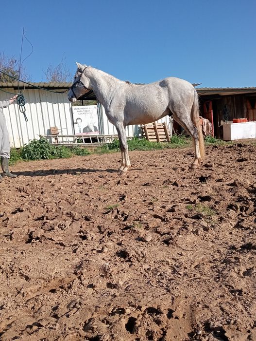 Cavalo crz  luzitano
