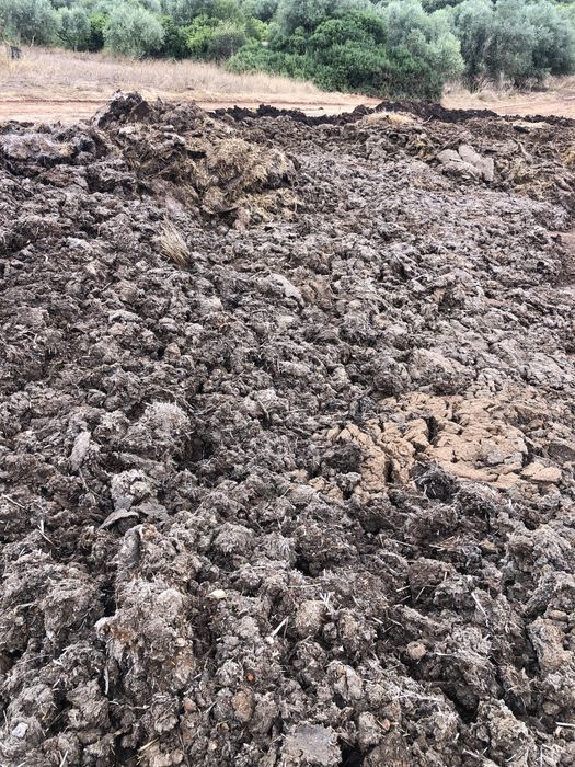 Estrume de ovinos e bovinos