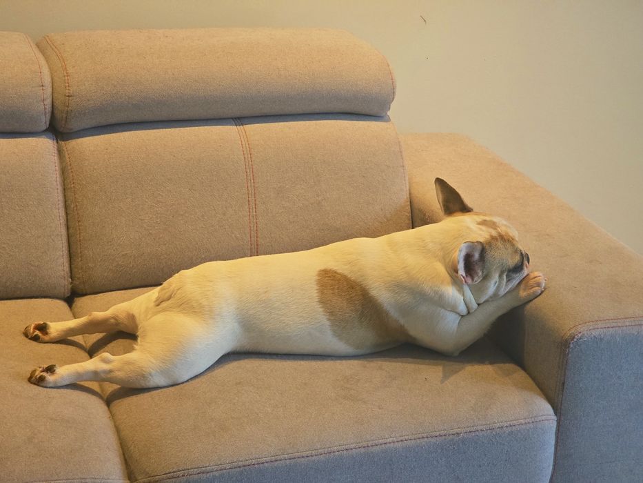 Zaginął Buldog Francuski NAGRODA PIENIĘŻNA