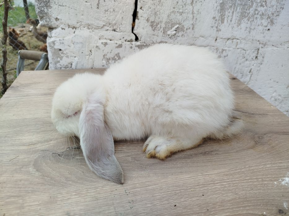 Witam sprzedam   królika rasy baran francuski