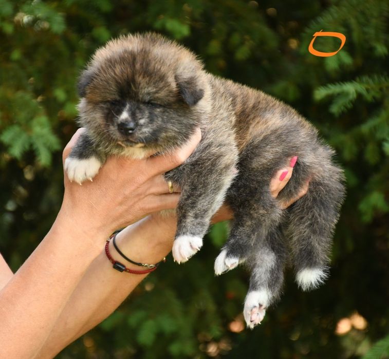 Akita suczka FCI