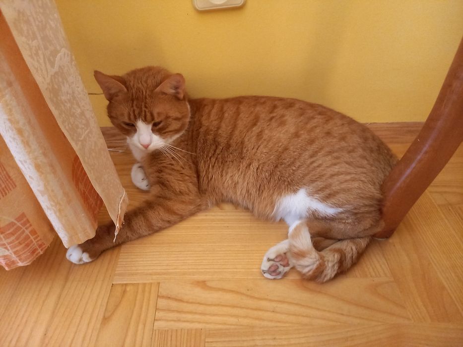 Zaginął rudy kocur