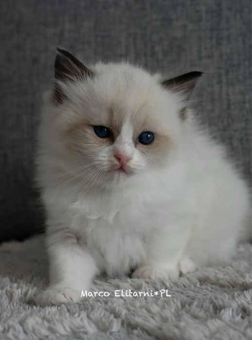 Kocurek, rodowód FPL, hodowla 15 lat.