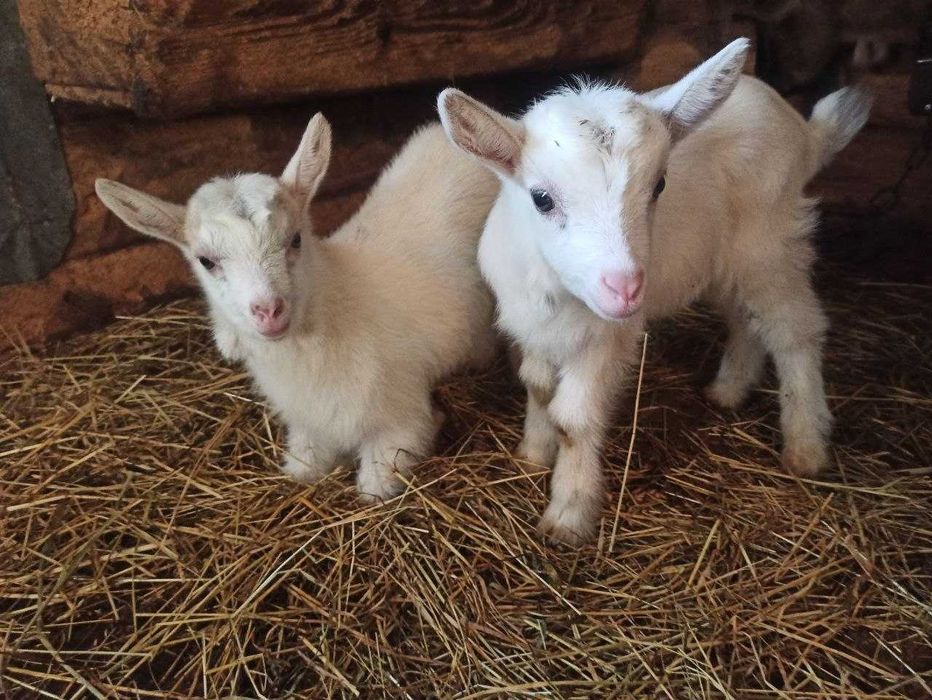 Продається козичка і козлик