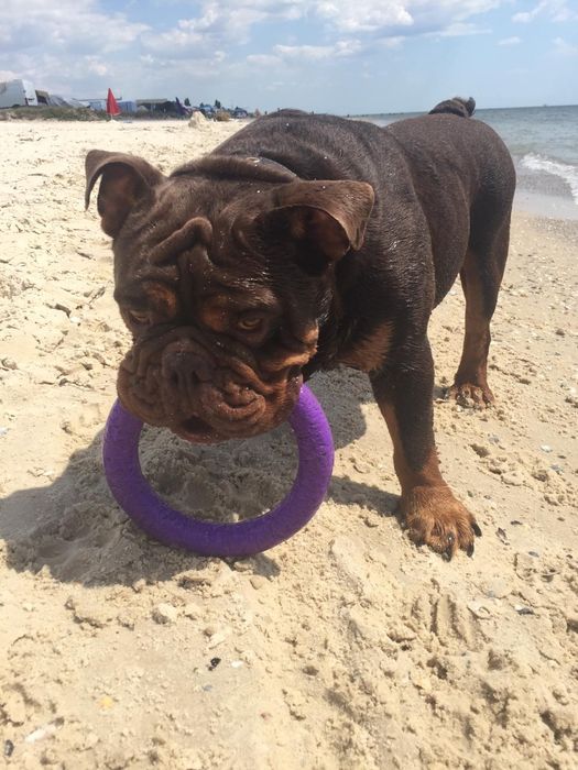 Бульдог английский познакомится.. Кобель.