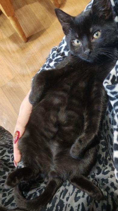 Котенята в добрі руки