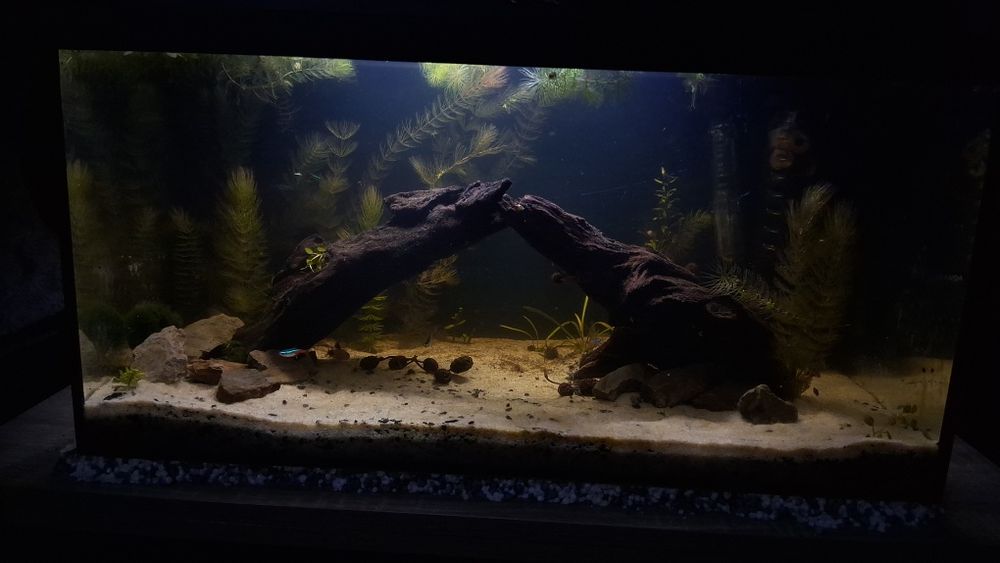 Akwarium 54L 60x30x30 Aquael