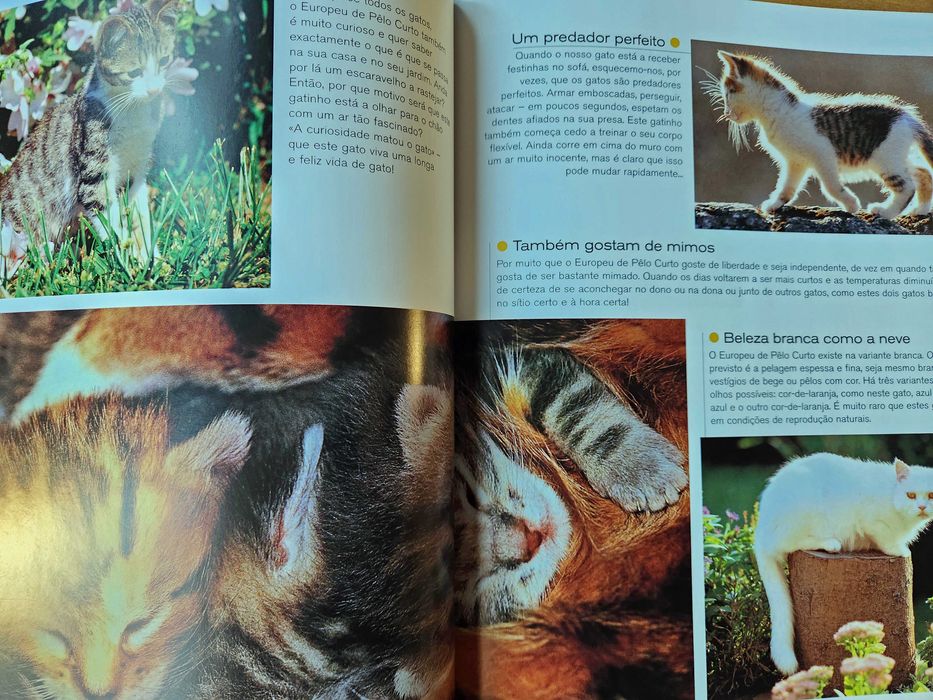 Gatos Caçadores elegantes com patas de veludo