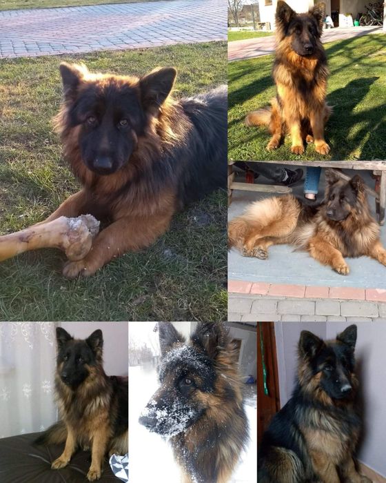 Zaginęła suczka owczarek niemiecki poszukiwana w całej Polsce