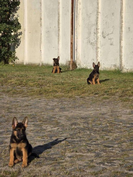 Маємо  таких красунчиків