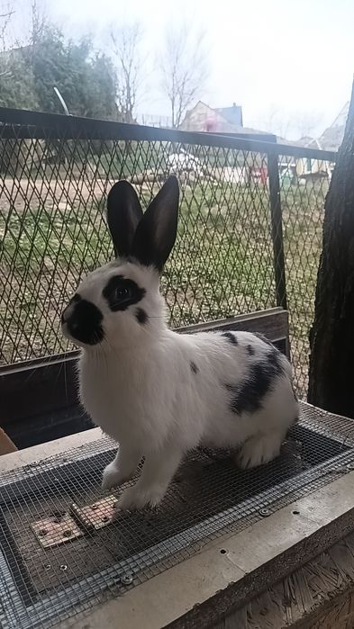 Sprzedam piękne Samice