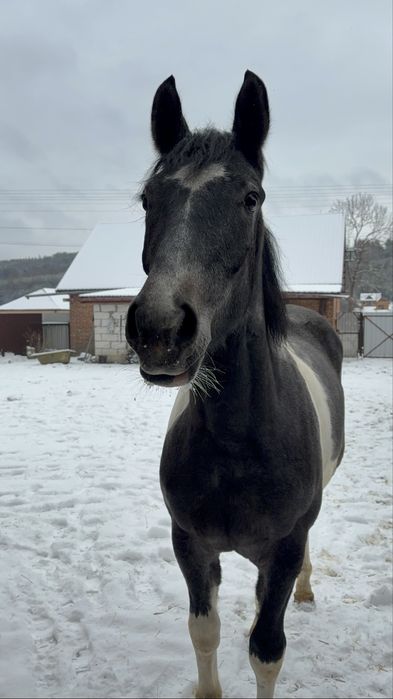 szlachetna klacz