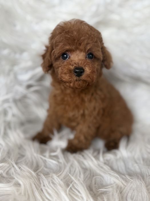 Pudel toy suczka malutka