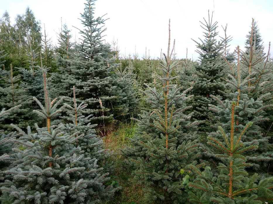 Choinki świerk pospolity i srebrny