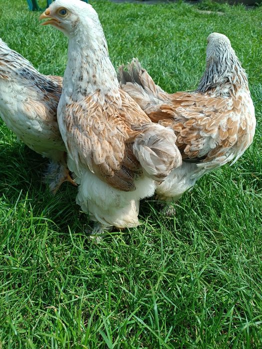 Брама Лосось гарнюні