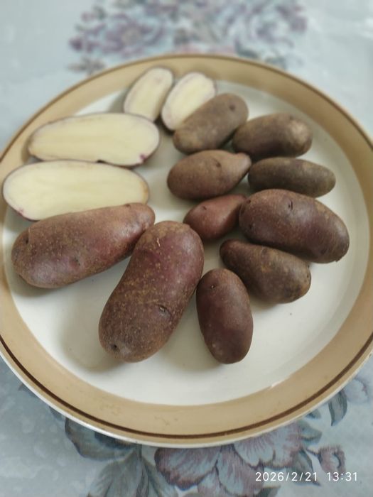 Картопля Циганка ,на посадку, насіннева, домашній сорт, синя, посадк