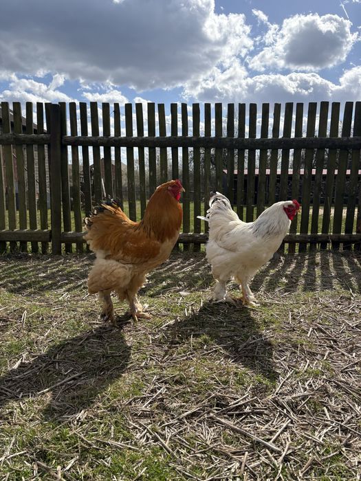 Kogut Brahmy Olbrzymiej