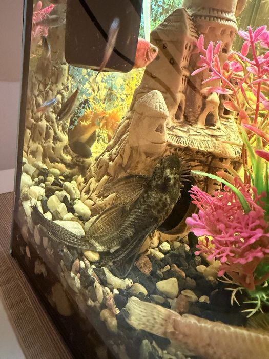 Akwarium kompletne życiem