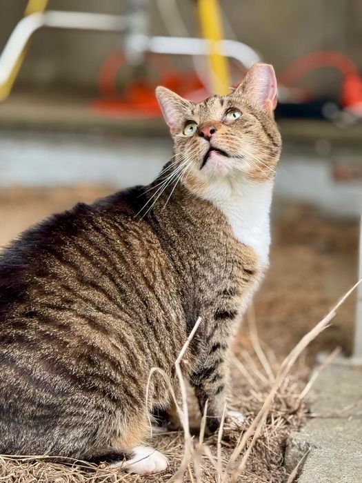 Conchilla piękność w kocim futerku szuka domu