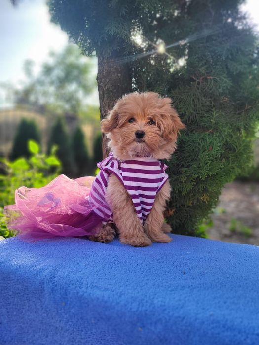 Дівчинка мальтіпу — краса, ніжність і розум в одному. Мальтипу