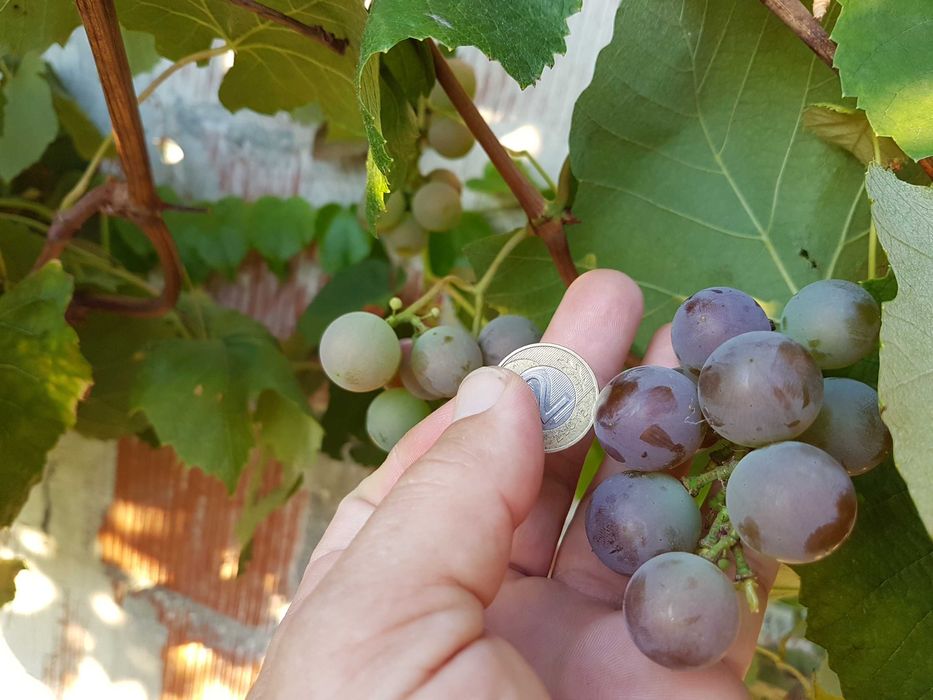 Pyszne winogrono Deserowe-sadzonki.