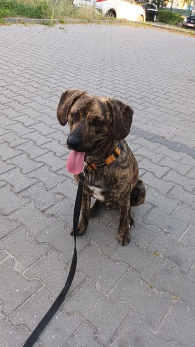 Pies gończy Polski Mieszany