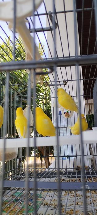Canarios de qualidade