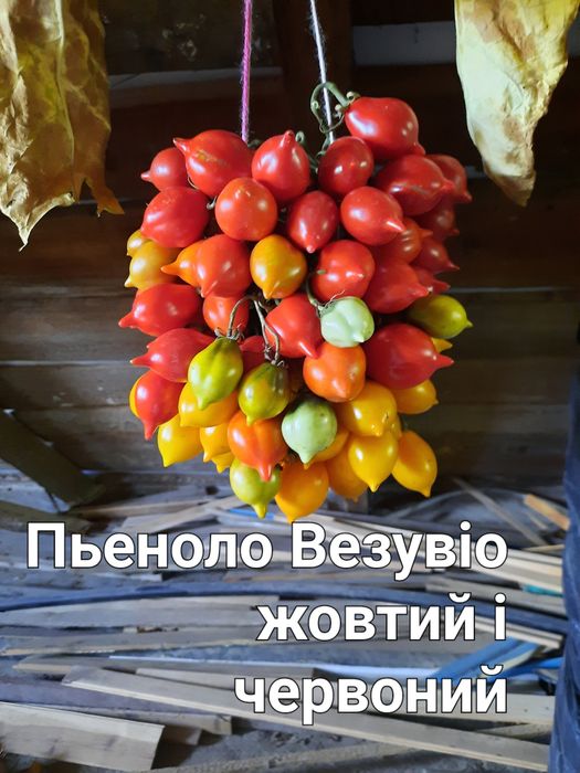 Насіння томатів.Пьенноло Везувіо. Коктейльні томати.