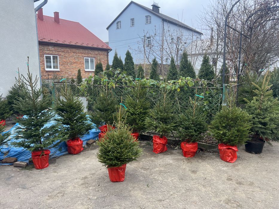 Живі новорічні ялинки в горщику