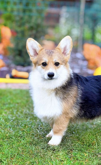 Вельш корги пемброк