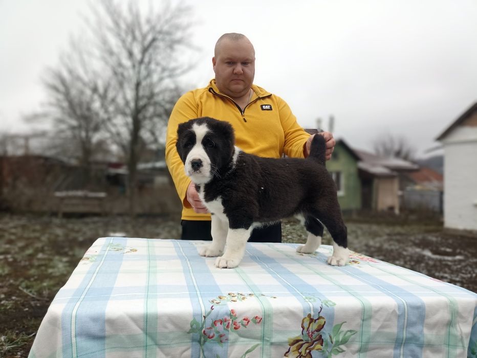 Чорна дівчинка САО (алабай)