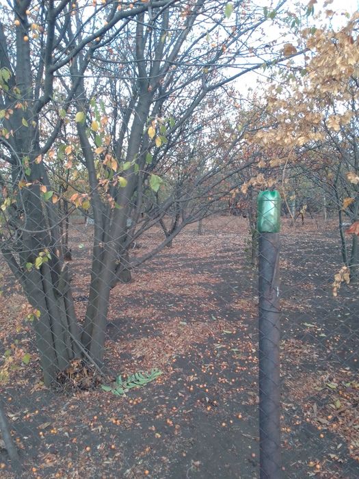 Продам виноградник