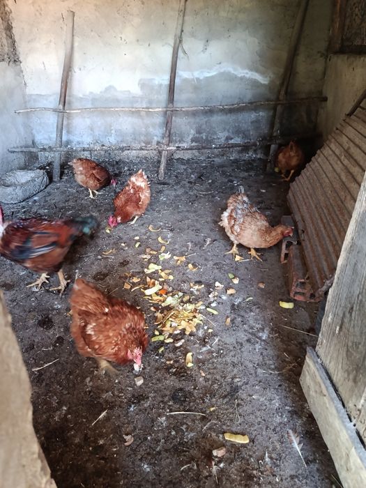 5 Galinhas Caseiras (inclui Pescoço Pelado) e 1 Galo Adulto