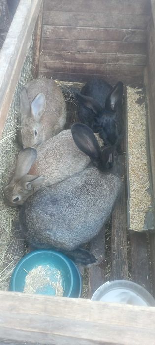 Продам кролики змішаних порід