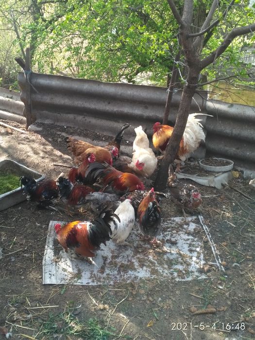 Півні (Корольки)