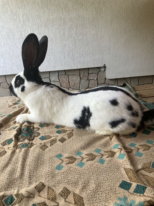 Німецький строкач