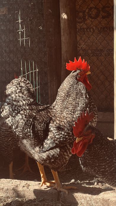 Galos pedres portuguesa