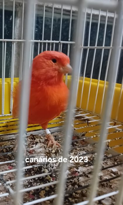 Canários de vermelho de 2023